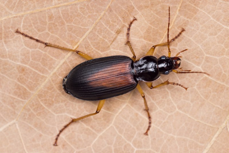 Dolichus Halensis