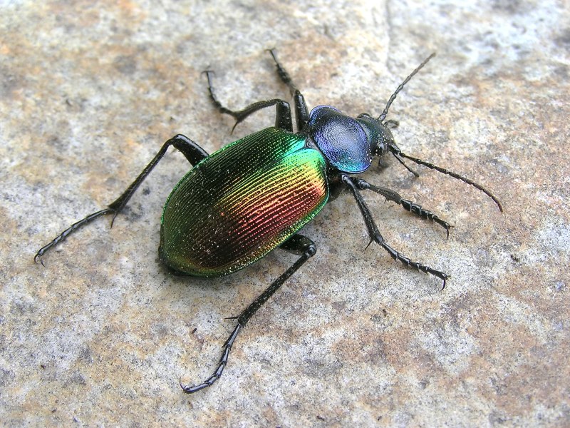 Красотел пахучий (Calosoma sycophanta)