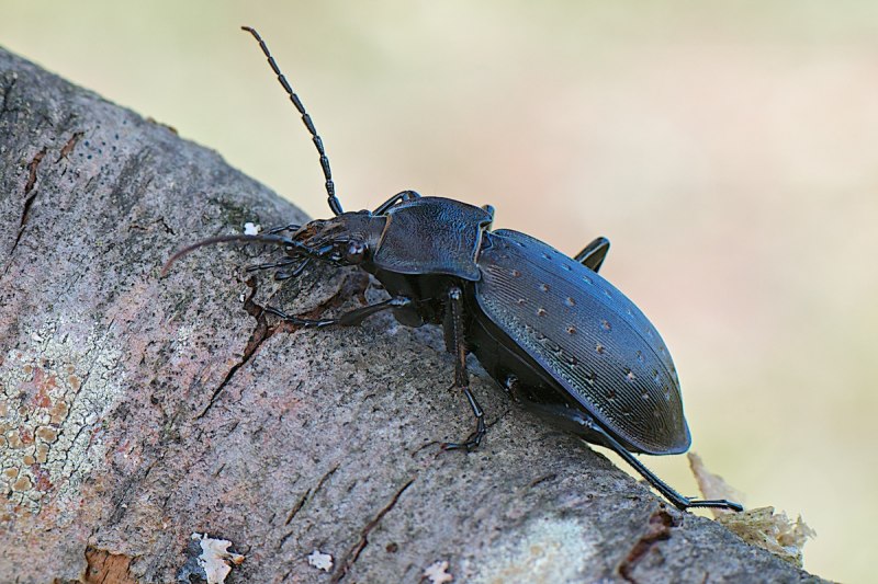 Жужелица Садовая - Carabus Hortensis