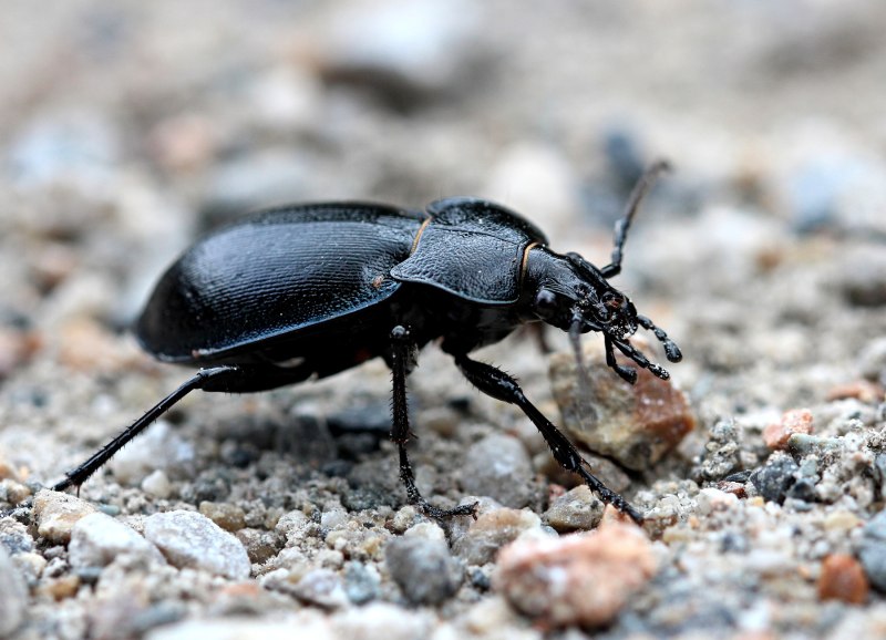 Жужелица венгерская Carabus Hungaricus