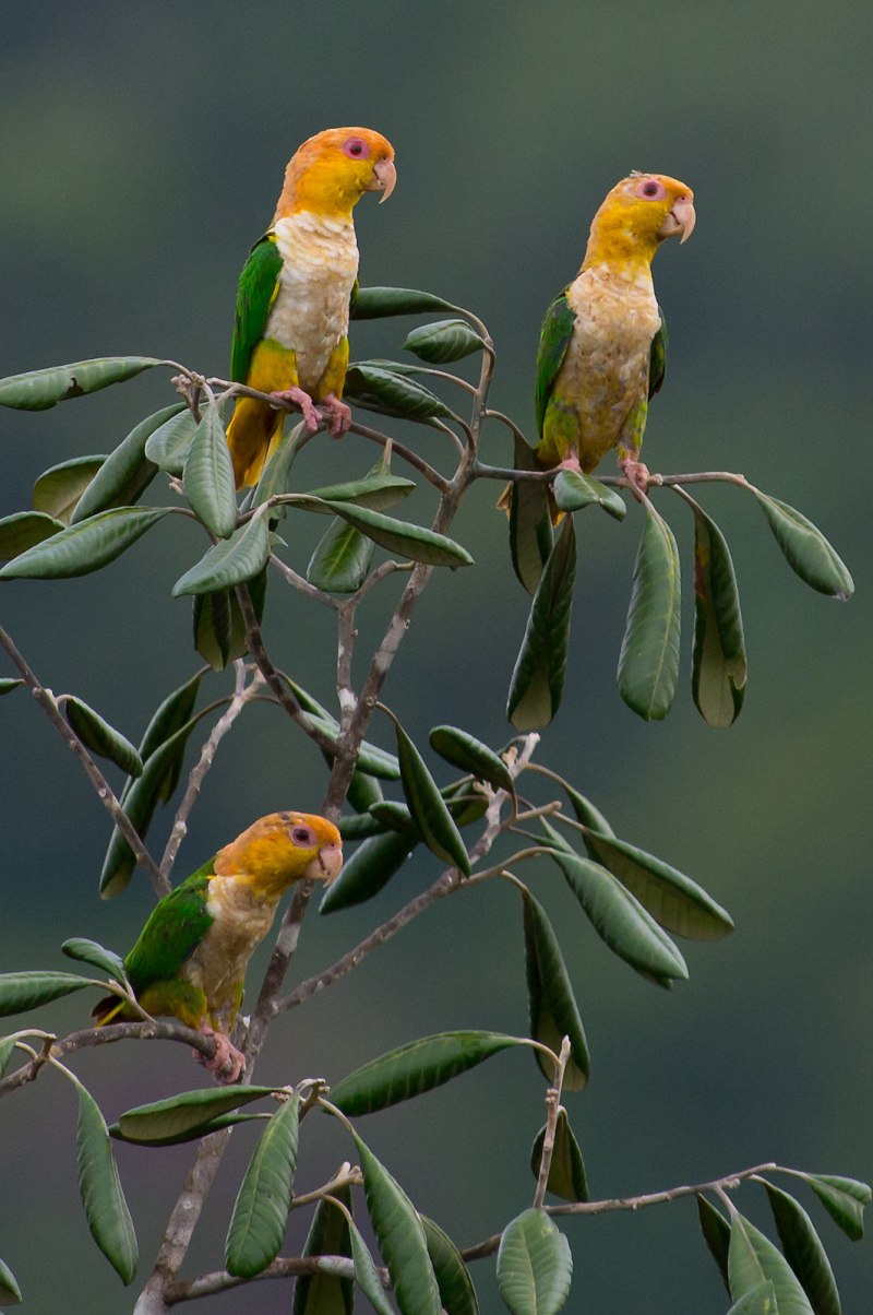 White-bellied Parrot