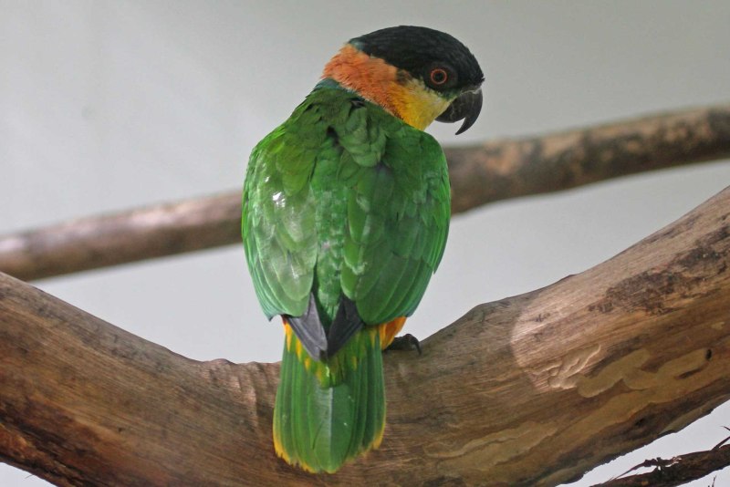 Caique Parrot