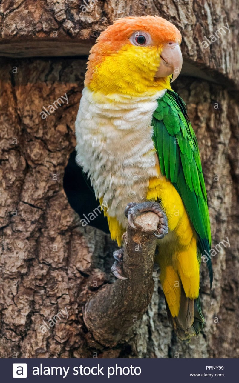 Green-thighed Parrot