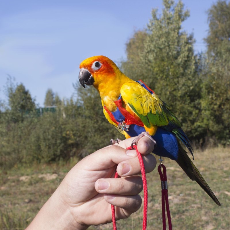 Каик и аратинга