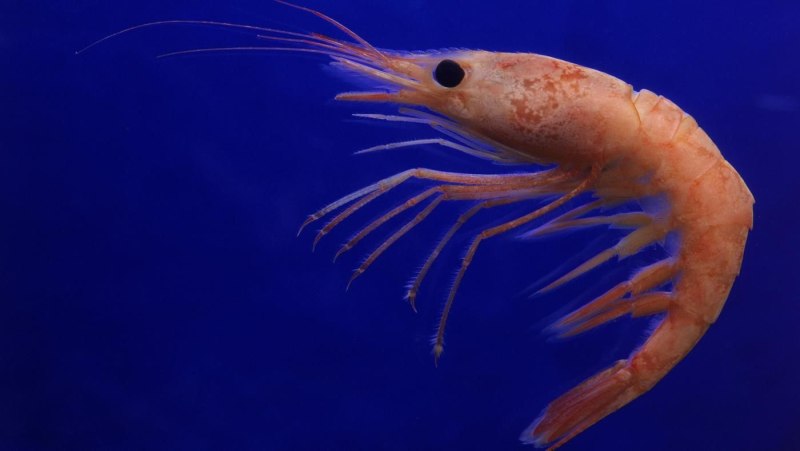 Морские креветки