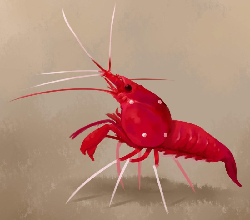 Euryhynchus amazoiensis креветка