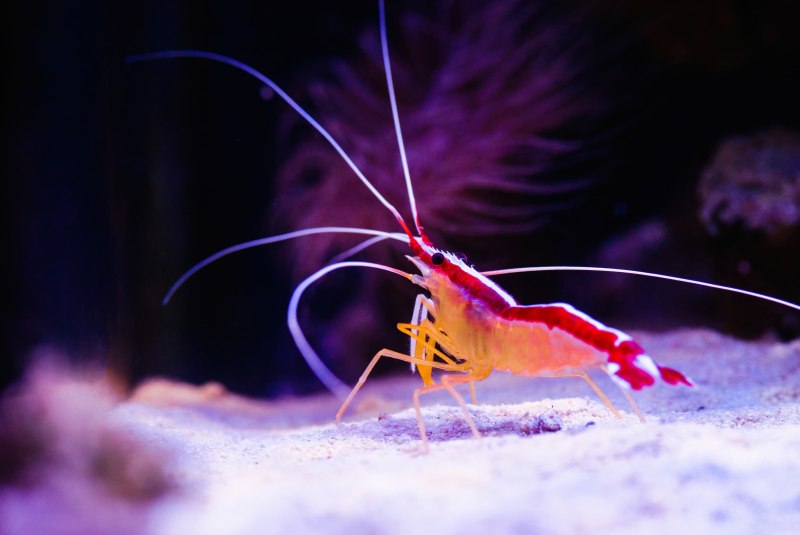 Lysmata amboinensis