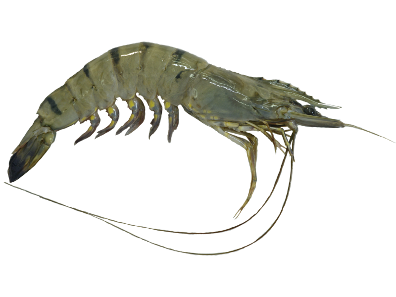 Penaeus monodon креветки