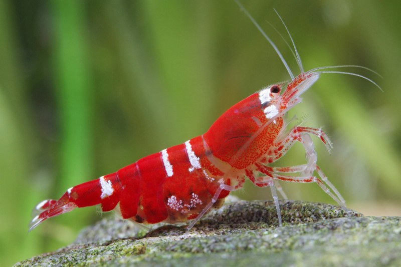 Caridina CF. Cantonensis