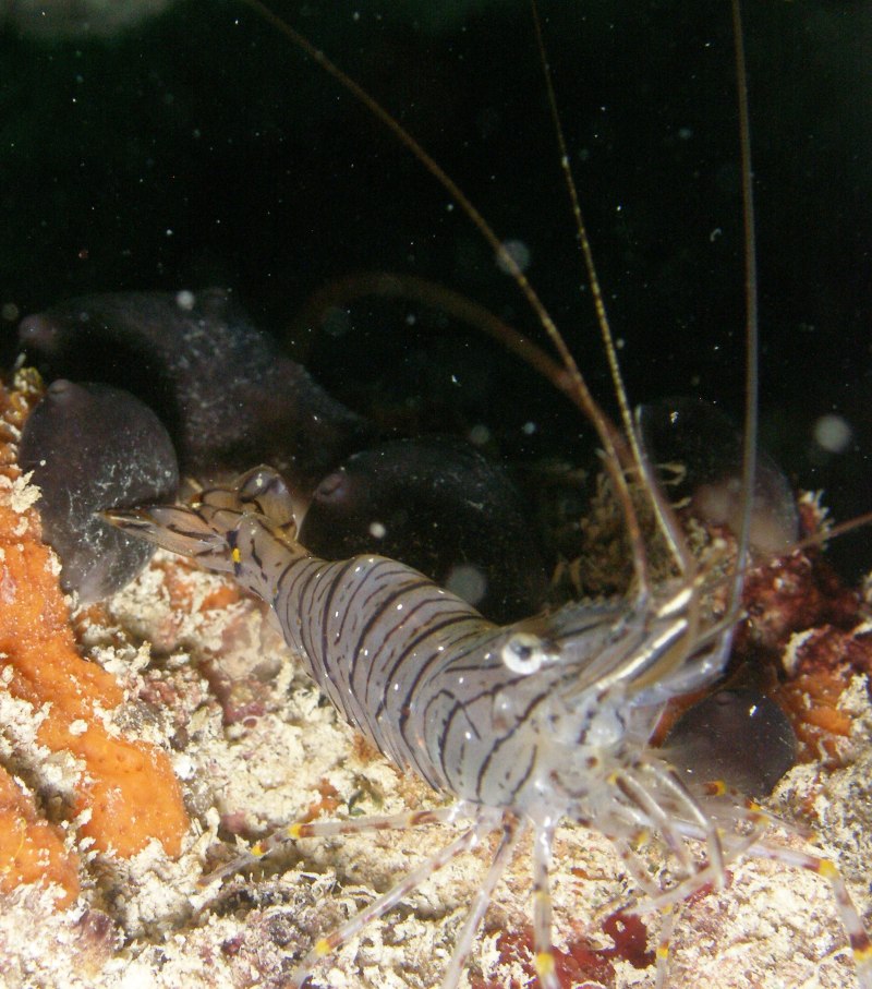 Креветка (Palaemon serratus),