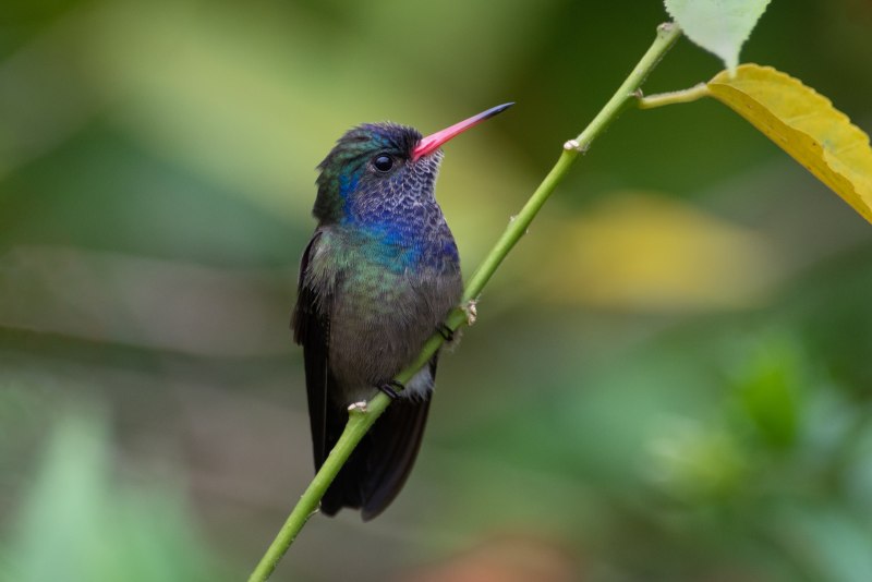 Pyrrhula griseiventris