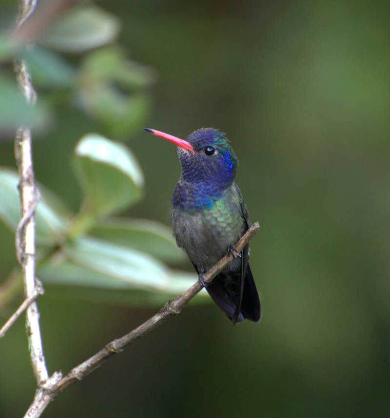 Hylocharis chrysura