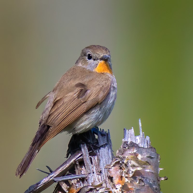 Ficedula Parva albicilla