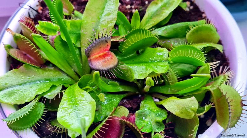Dionaea Green Wizard