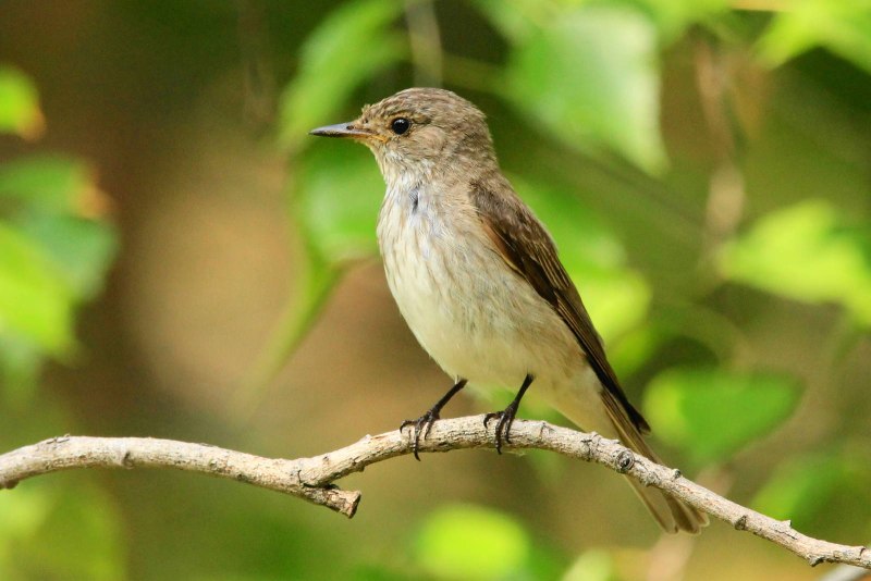 Серая мухоловка (Muscicapa striata)