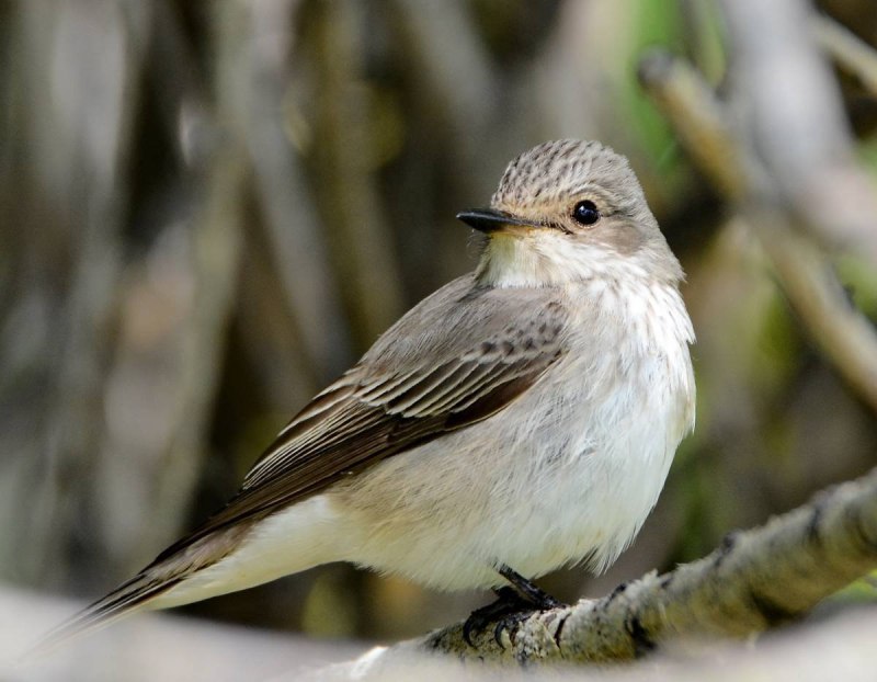 Мухоловка серая – Muscicapa striata (Pallas, 1764)