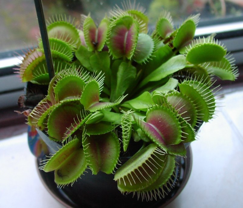 Dionaea muscipula (Дионея, Венерина мухоловка)