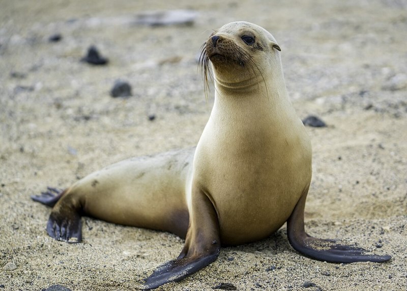 Zalophus wollebaeki