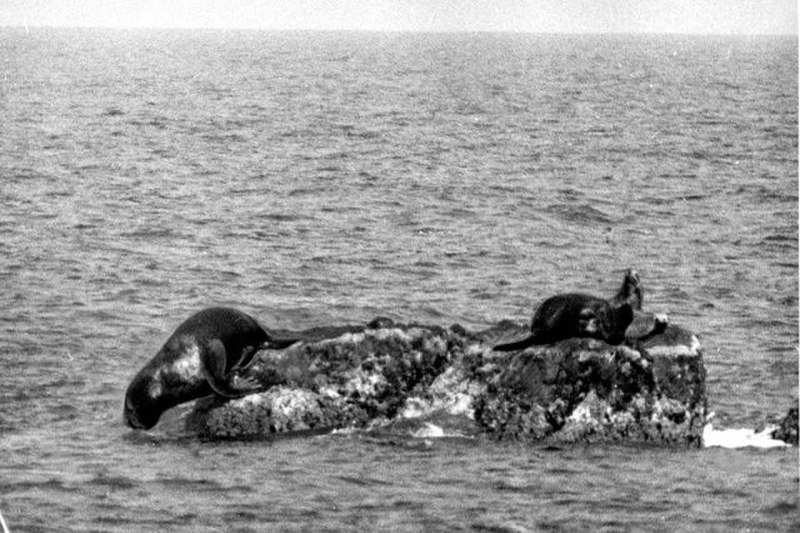 Вымирающие виды морских млекопитающих