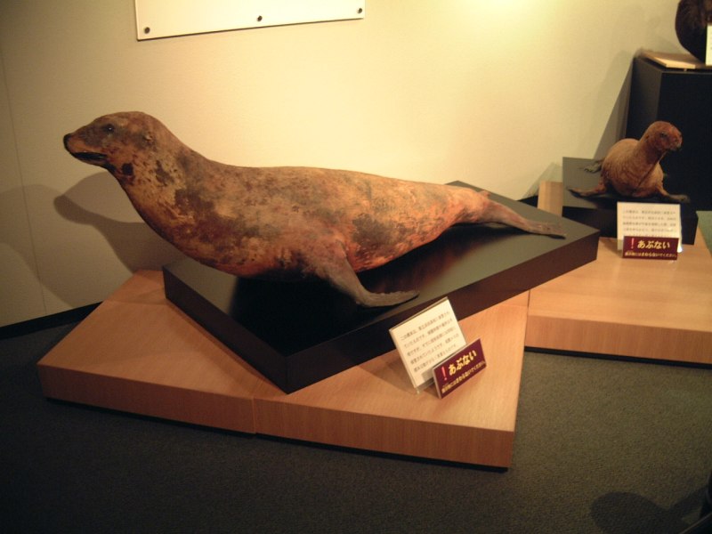 Zalophus japonicus