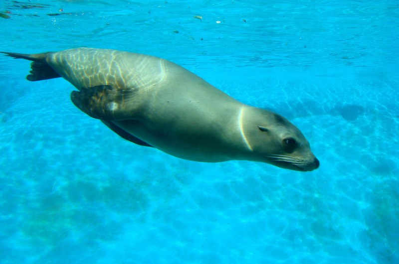 Калифорнийский морской Лев