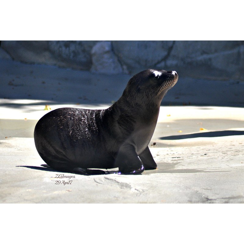 Zalophus californianus
