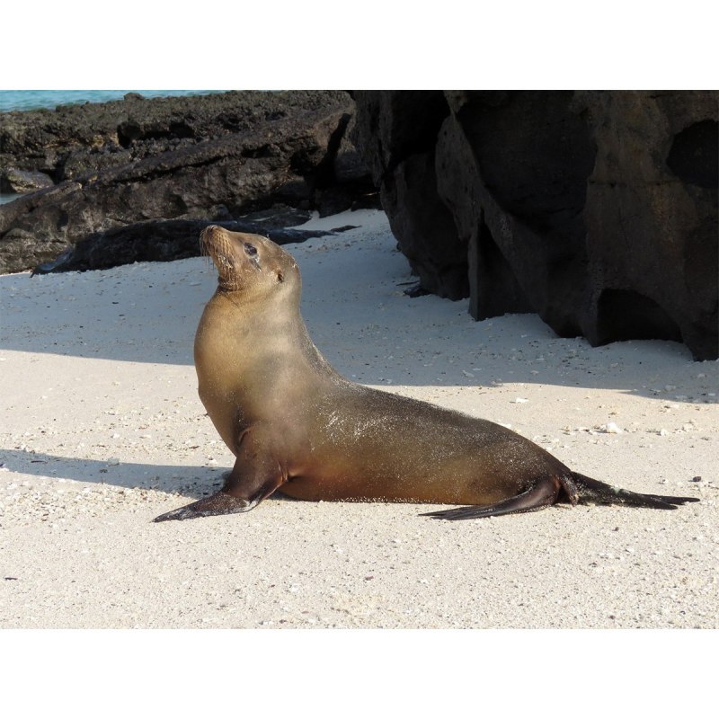 Sea Lion Адлер