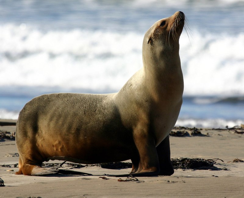Калифорнийский морской Лев Zalophus californianus