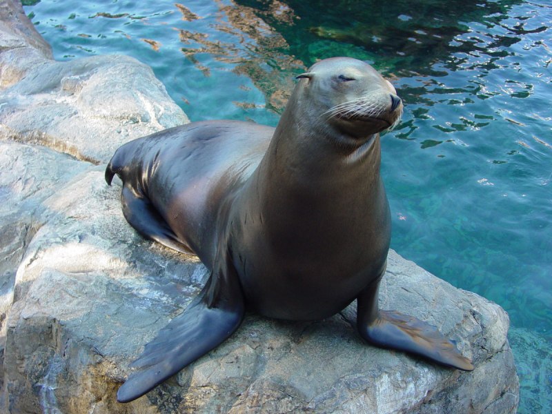 Seal vs Sea Lion