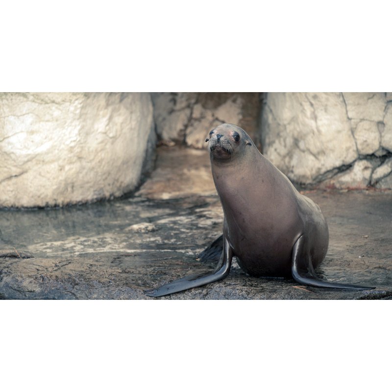 Калифорнийский морской Лев Zalophus californianus