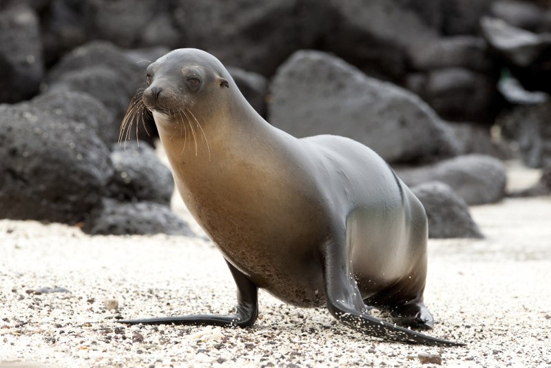 Zalophus wollebaeki