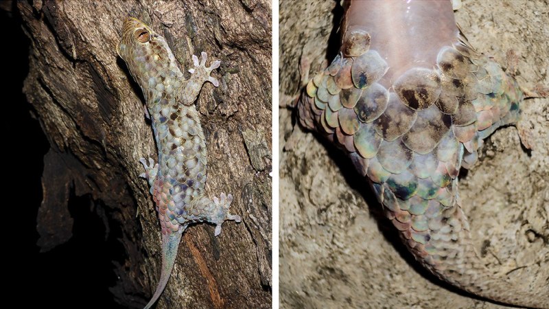 Geckolepis maculata