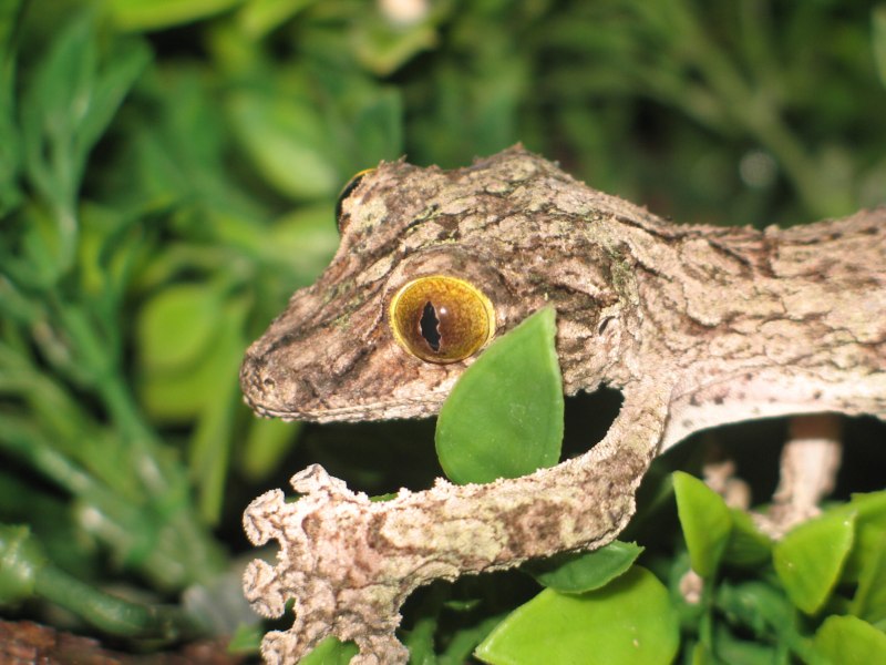 Uroplatus sikorae