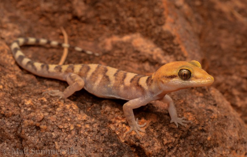 Полосатый геккон (Gekko vittatus)