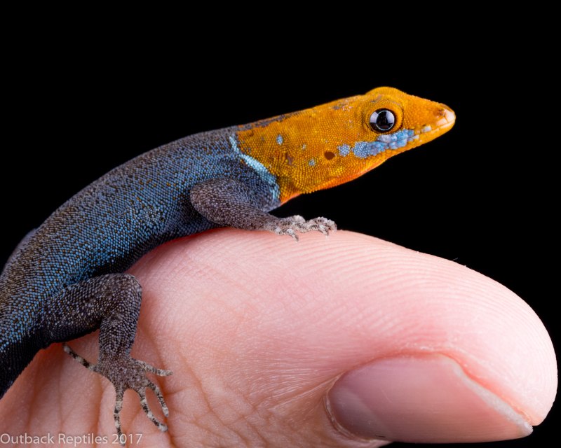 Gonatodes albogularis