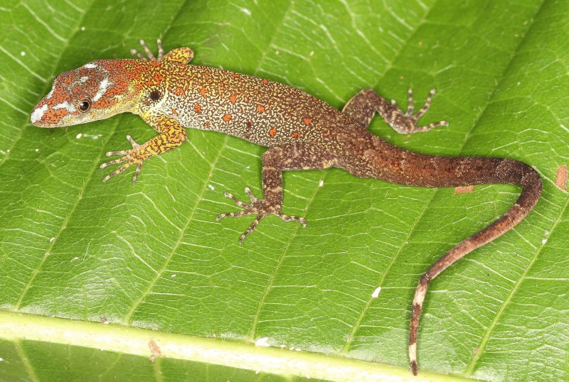 Голопалый геккон(gonatodes ocellatus)