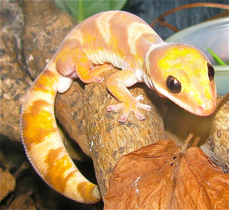 Oedura monilis