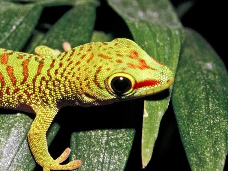 Gecko for Kids