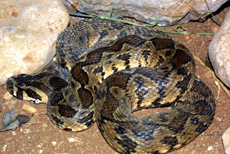 Палестинская гадюка (Vipera Palaestinae)