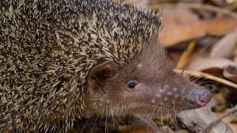 Setifer setosus