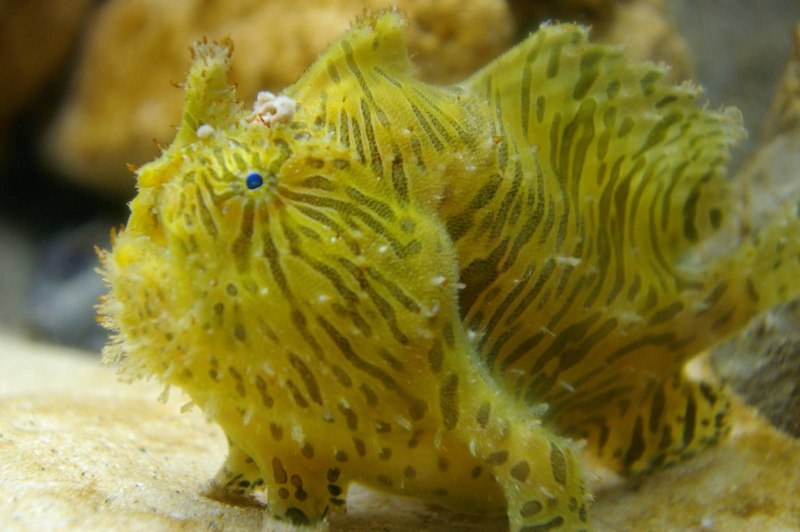 Frogfish рыба