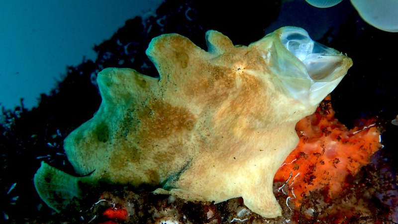 Frogfish рыба