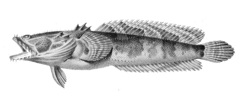 Batrachoides surinamensis