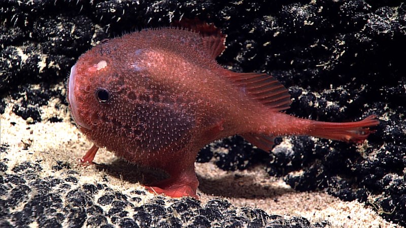 Chaunacops coloratus