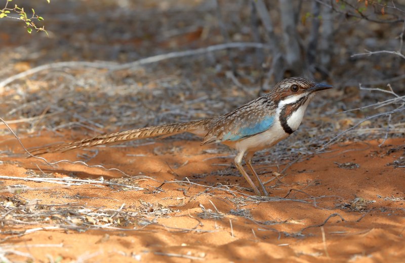 Uratelornis Chimaera