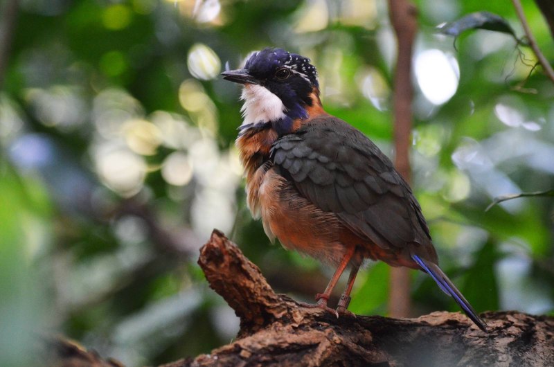 Atelornis pittoides