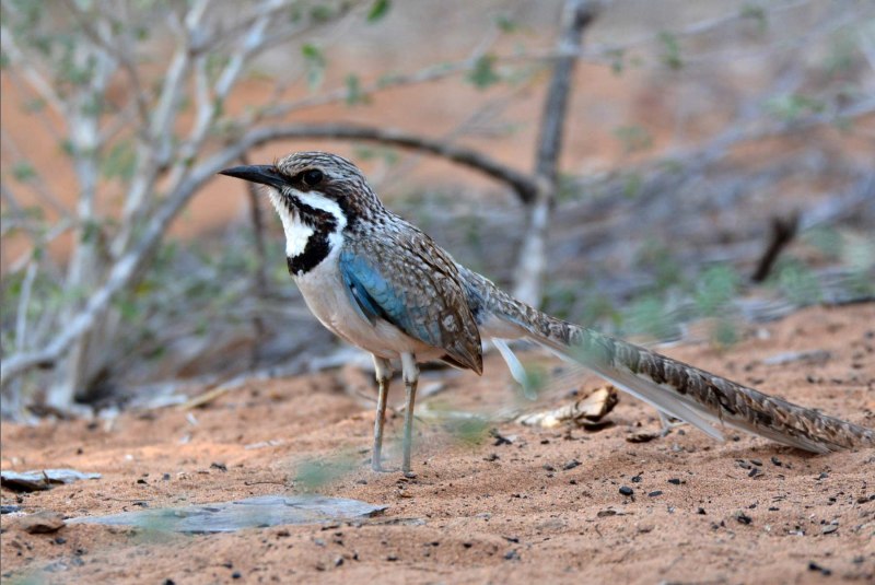 Uratelornis Chimaera