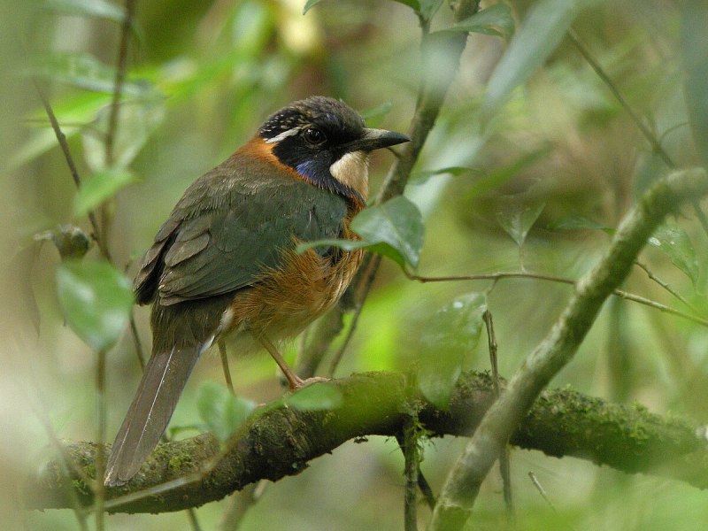 Atelornis pittoides