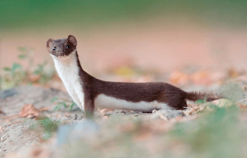 Ласка Mustela nivalis Linnaeus, 1766