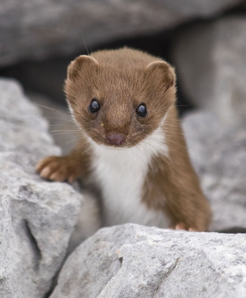Ласка Mustela nivalis Linnaeus, 1766 ареал